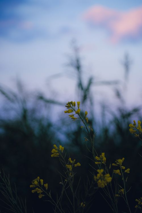 Free Calm evening scene with yellow flowers silhouetted against a twilight sky in Qatar. Stock Photo