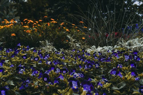 Fotografia Fioletowych Kwiatów