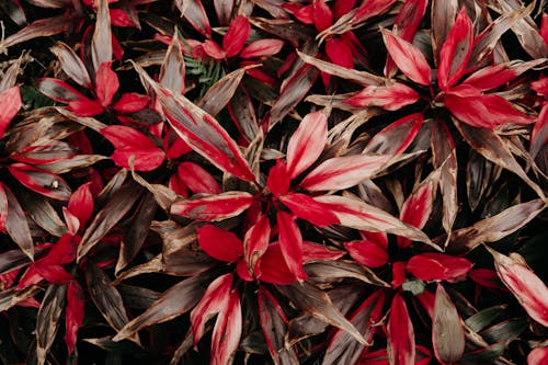 Closeup Photo Red-and-white Petaled Flower Painting