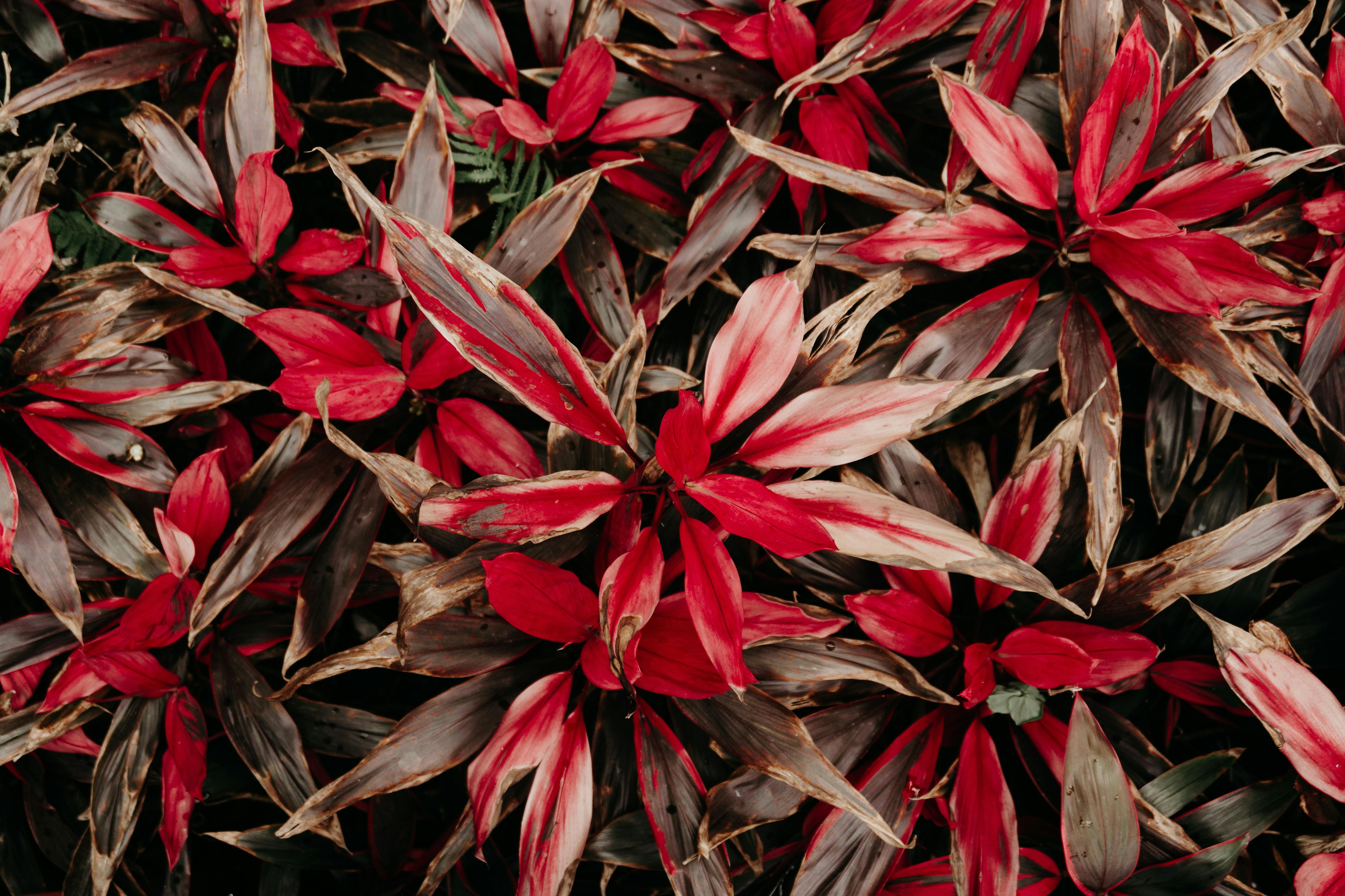 Cuadro De Flor De P\u00e9talos Rojos Y Blancos Con Foto En Primer Plano ...