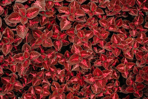 Top View Photo of Red Coleus Plant