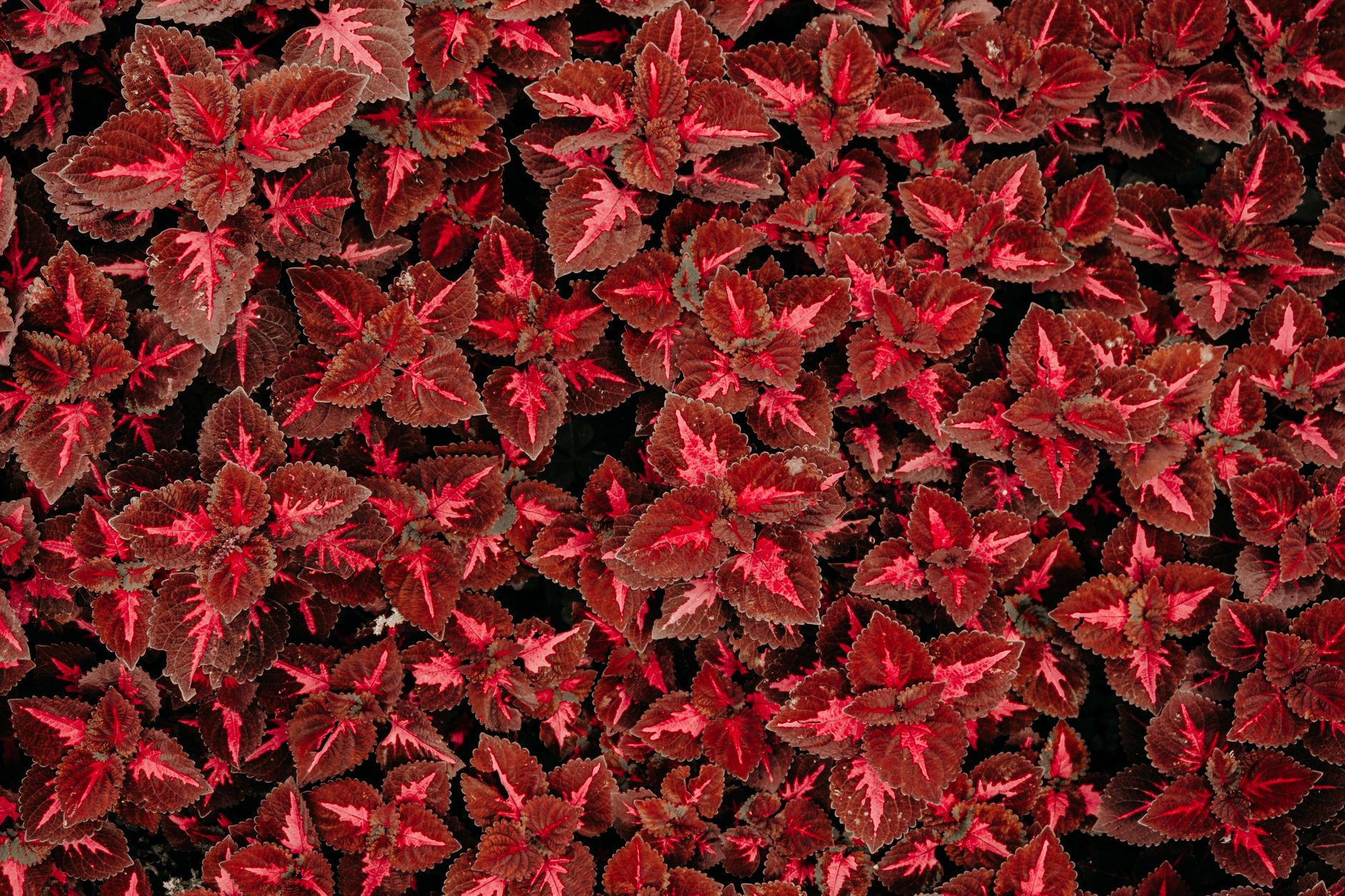 red leaf plants, Matching Red Leaf Plants To Sun Or Shade red leaf plants, Matching Red Leaf Plants To Sun Or Shade