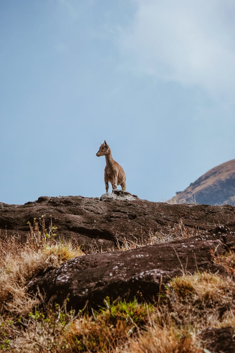 Horse On Hill