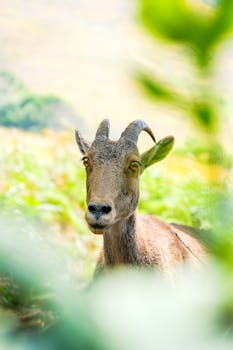 A close-up portrait of a goat framed by lush green leaves in a sunny outdoor setting.