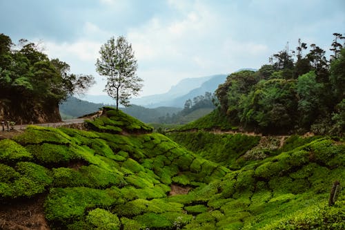 丘陵, 公園, 山 的 免费素材图片