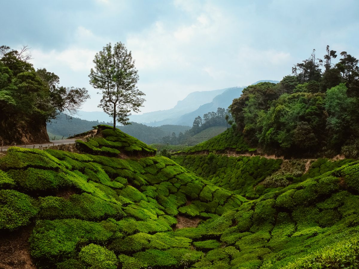 13 Day 100 HR Yin Healing & Yin Yoga Therapy TTC in Goa, India 2
