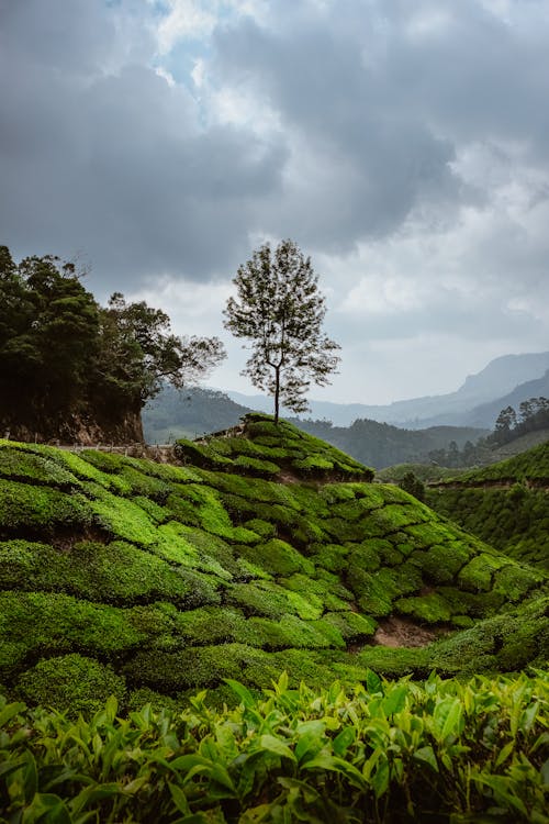 Free Tree on Moss-Covered Hill Under Cloudy Sky Stock Photo