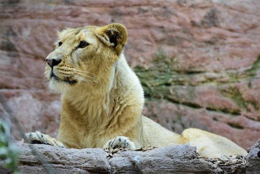 Close-up of a lioness lying down on rocky terrain, showcasing wildlife in a natural setting.