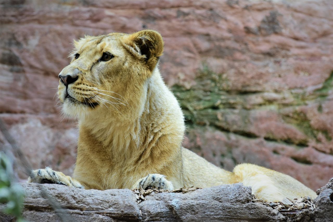 close up of a lioness lying down on rocky terrain showcasing wildlife