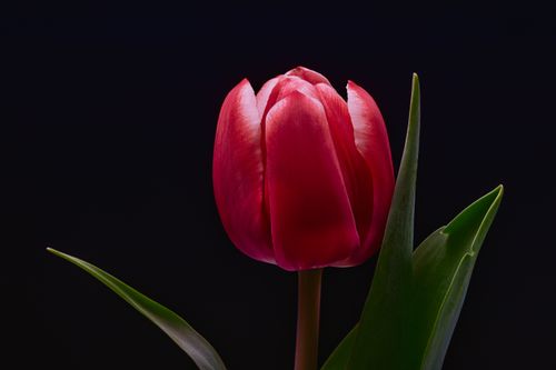 Free Close-up of a vivid red tulip in full bloom against a black background, highlighting its delicate petals. Stock Photo