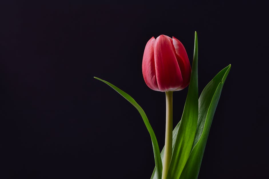 How do you draw a realistic tulip