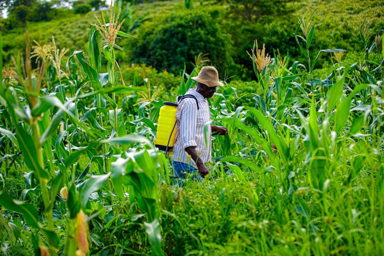 Man Sprinkling Crops