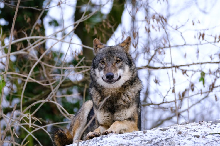 Close-up Of A Wolf 