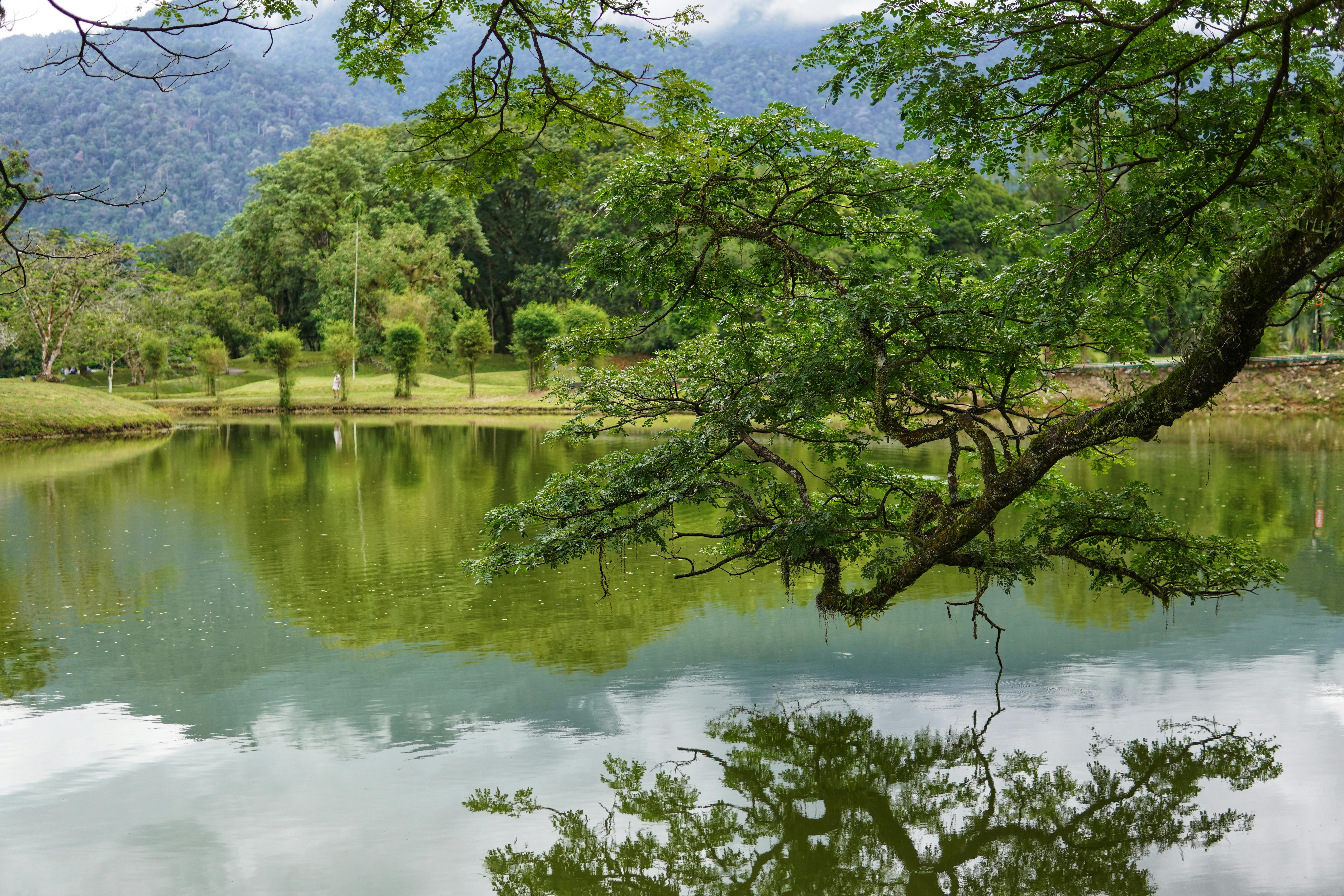 सुबह खाली पेट नीम की पत्ती खाने के बेहतरीन फायदे
