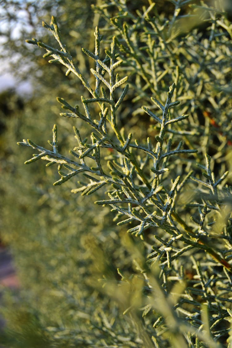 Close Up Of Green Bush