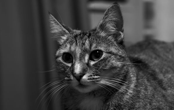 Portrait en noir et blanc d'un chat tigré curieux