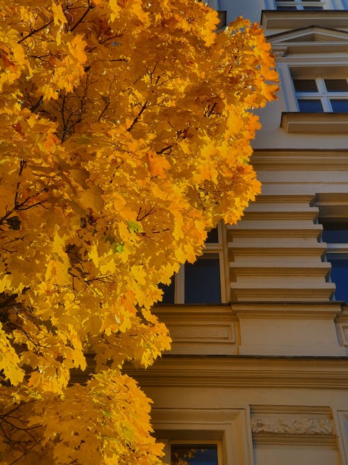 Free Yellow Maple Tree Near White Wooden Window Stock Photo