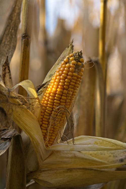 Close Up of Corn on Field