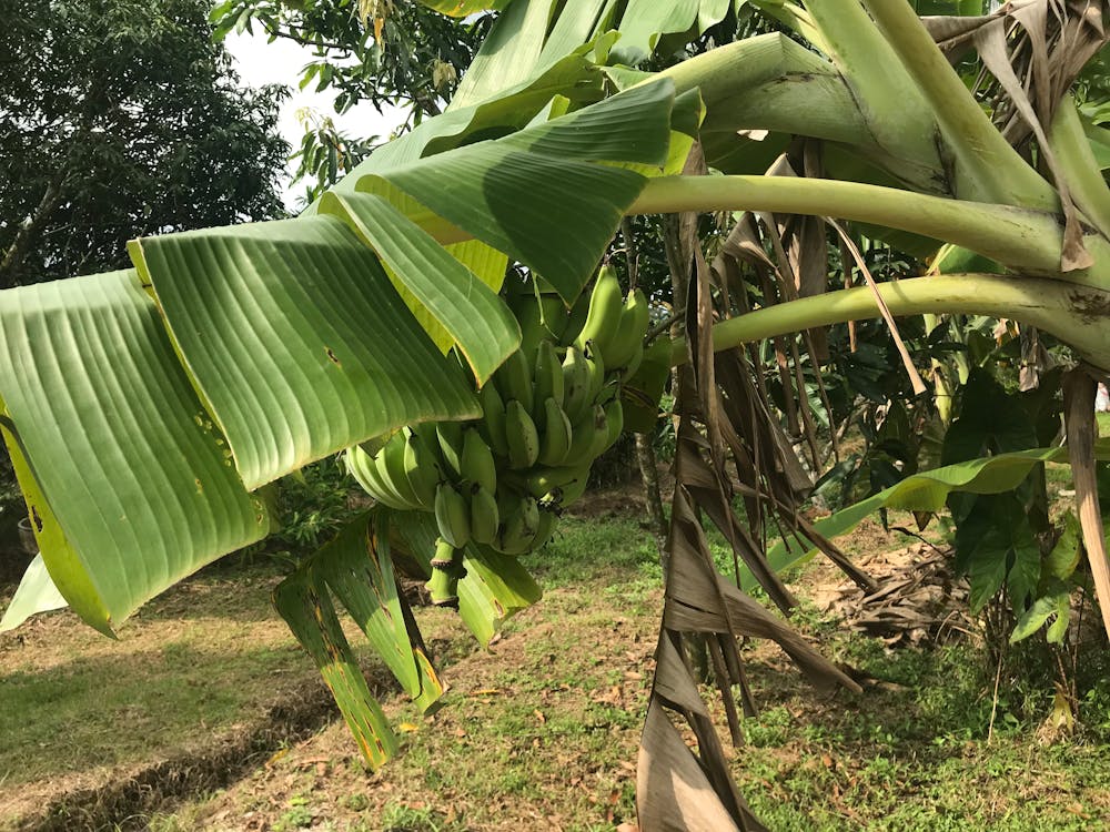 Kostenloses Stock Foto zu banane, bananen, bananenbaum
