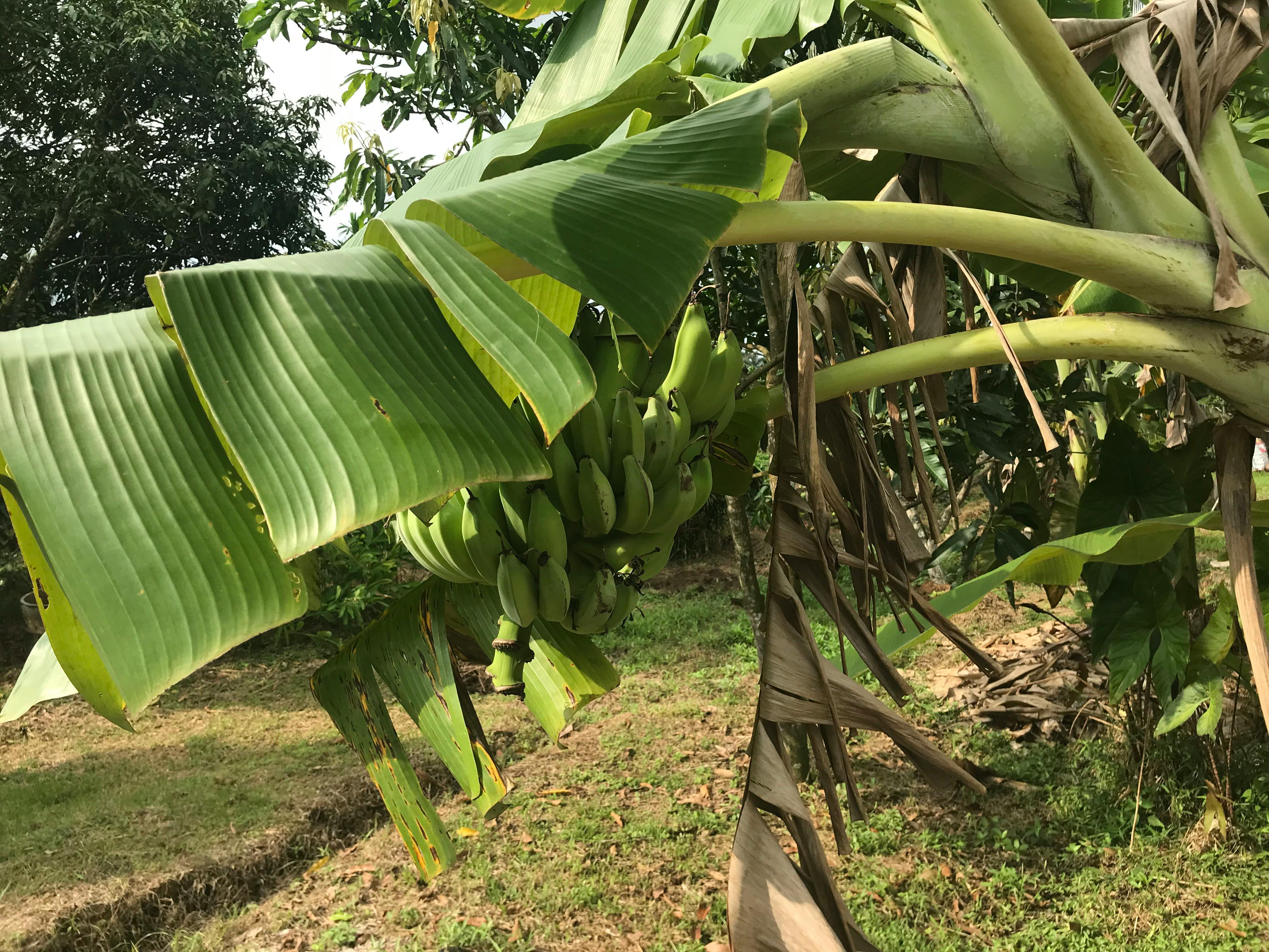 Foto Stok Gratis Tentang Bangkok Daun Pisang Hijau