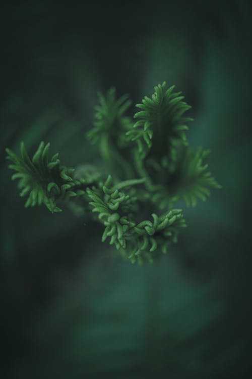 Free Green Plant on Blur Background Stock Photo