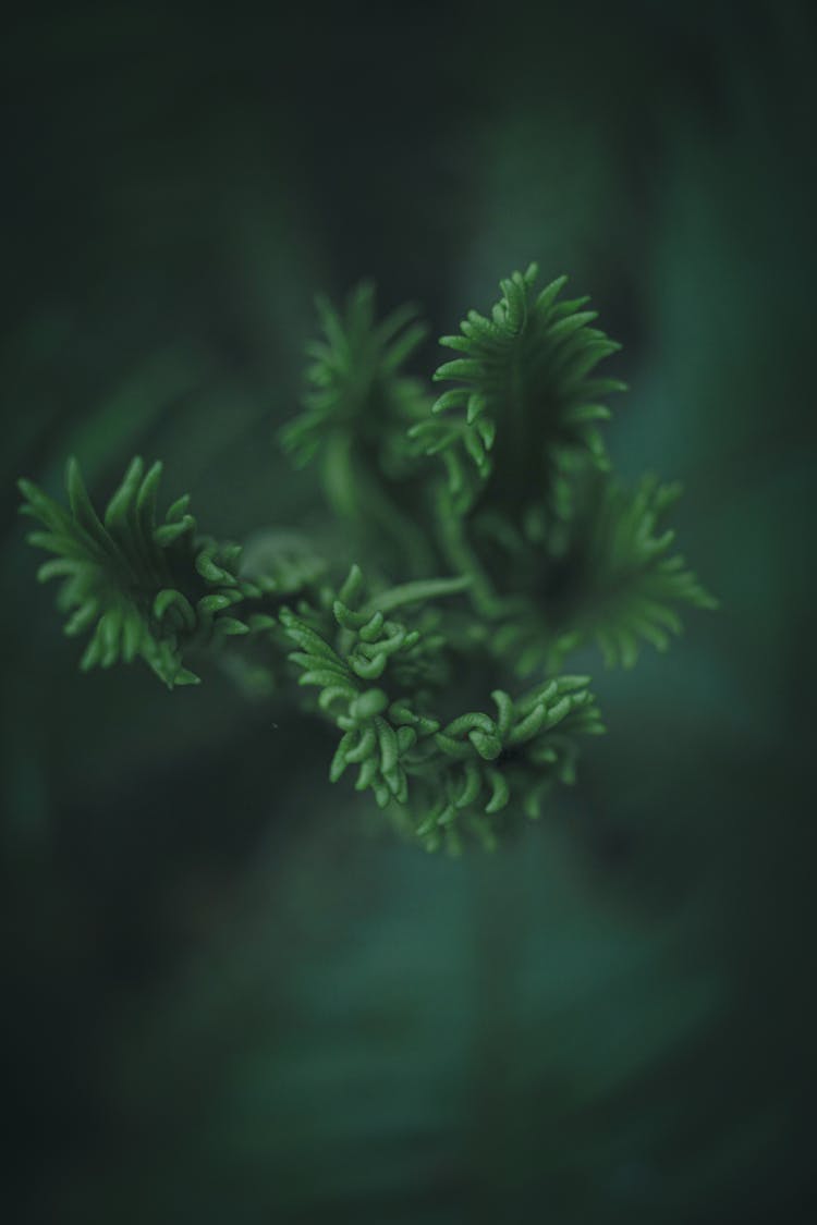 Green Plant On Blur Background