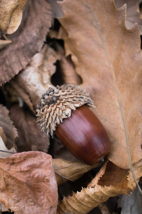 Close-up of Acorn on Fall Ground with Tree Leaves