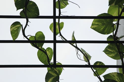 Close up of Leaves on Window