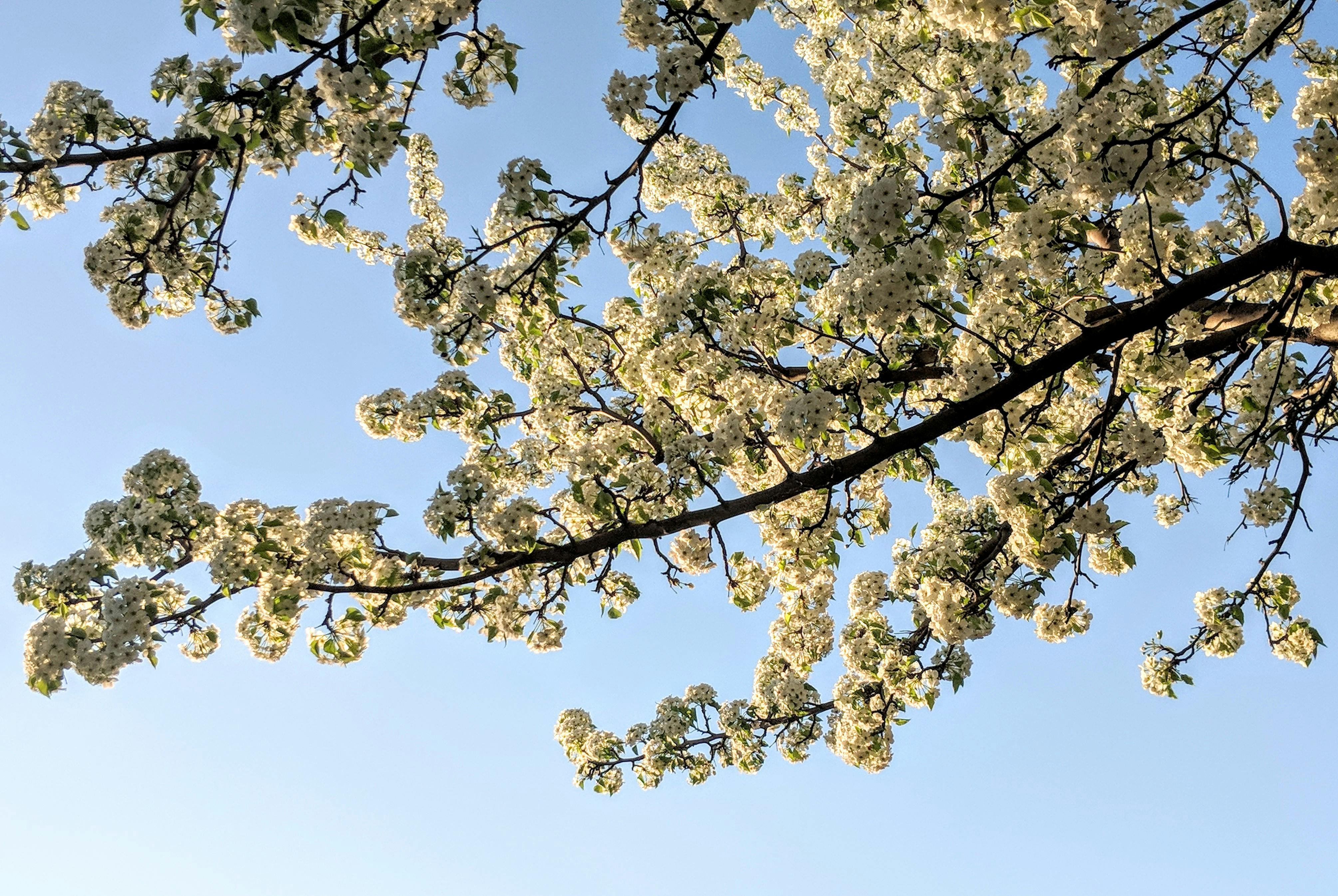Free stock photo of pear blossom, pear blossom tree, pear blossoms
