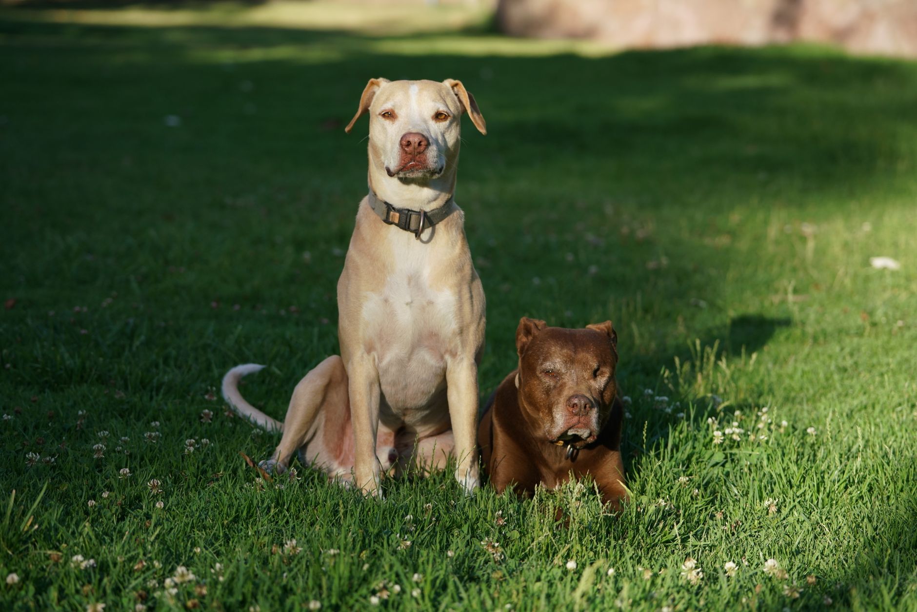 Veterinary care for a pet