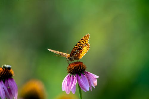 Gratis lagerfoto af sommerfugl