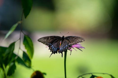 Gratis lagerfoto af sommerfugl