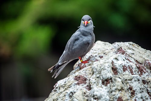 Gratis lagerfoto af bronx zoo