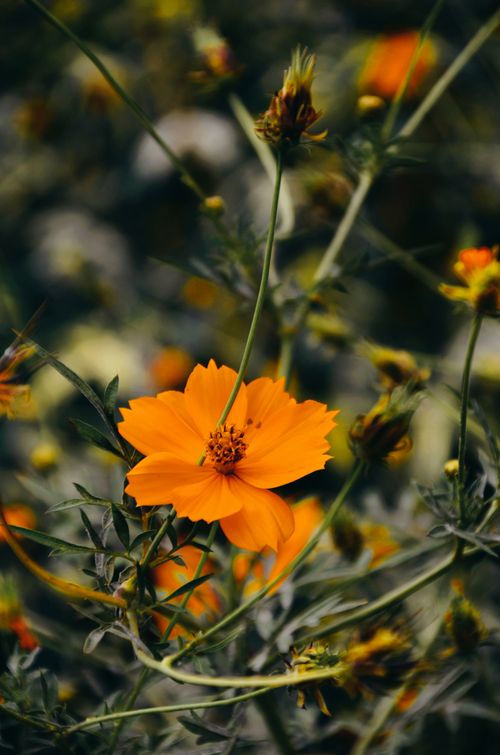 Free Close-up of a bright orange sulfur cosmos flower amidst green foliage, showcasing nature's vivid beauty. Stock Photo