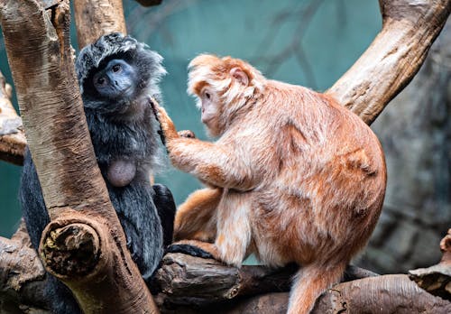 Monkeys Sitting on Branches in Wild Nature