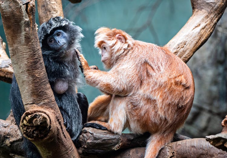 Monkeys Sitting On Branches In Wild Nature