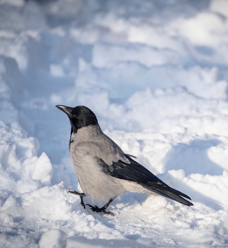 Crow On Clouds Background