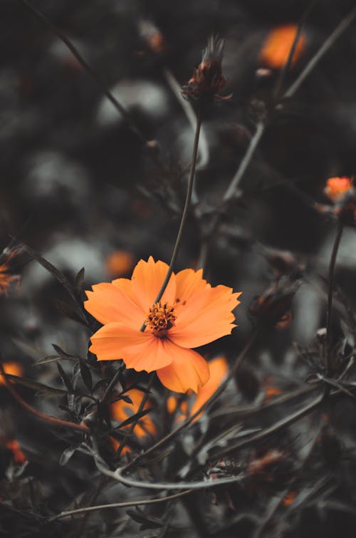 Kostnadsfri bild av apelsinblomma, blomning, gröna löv