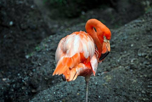 Bezpłatne Darmowe zdjęcie z galerii z flaming, fotografia zwierzęcia, ptak Zdjęcie z galerii