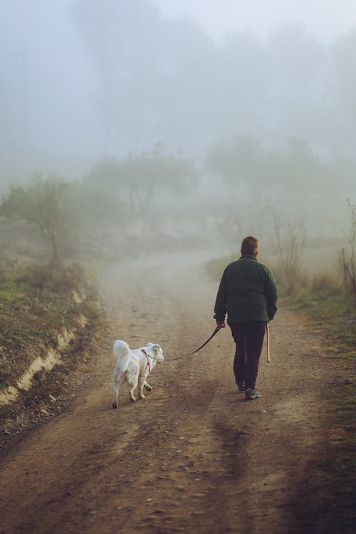 Person Walking Dog in Fog