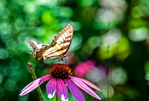Безкоштовне стокове фото на тему «впритул, квітка, Метелик»