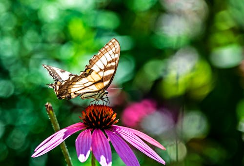 Gratis lagerfoto af baggrund, blomst, dyr