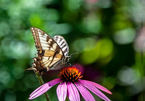 Безкоштовне стокове фото на тему «Метелик»