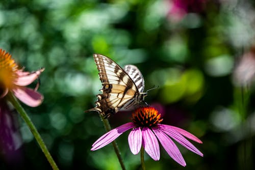 Безкоштовне стокове фото на тему «Метелик»
