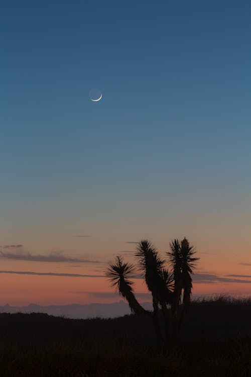 Безкоштовне стокове фото на тему «amantes de la playa, місяць, схід сонця кольори»