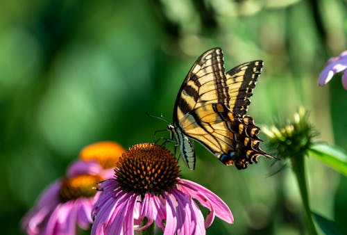 Free Butterfly Sitting on Flower in Garden Stock Photo