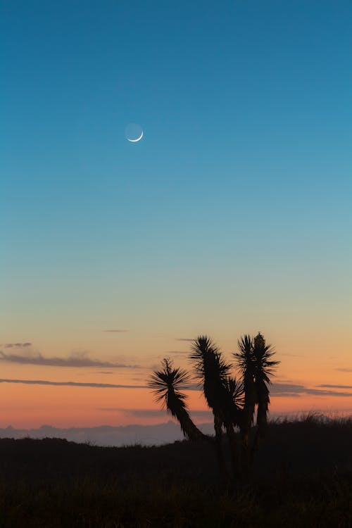 Exotic Plant Silhouettes at Dawn