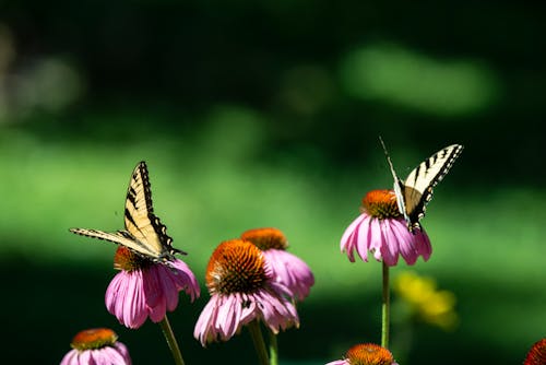 Gratis arkivbilde med sommerfugl, sommerfugl på blomst