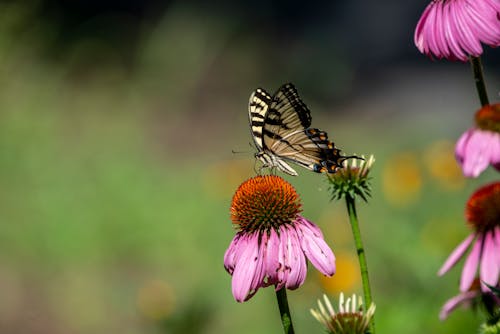 Close-up of Butterfly Sitting on Flower