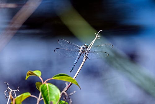 Ilmainen kuvapankkikuva tunnisteilla sudenkorento